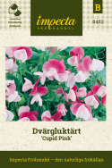 Dvärgluktärt 'Cupid Pink', Väldoftande, pastellrosa blommor med vit kantbård.