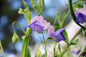 Luktärt 'Erewhon', tvåfärgade blommor i ljust purpurblått med pastellrosa segel.