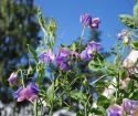 Luktärt 'Erewhon', tvåfärgade blommor i ljust purpurblått med pastellrosa segel.