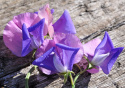 Luktärt 'Erewhon', tvåfärgade blommor i ljust purpurblått med pastellrosa segel.