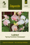 Luktärt 'Spring Sunshine Champagne', Fin slingerväxt för spaljé och liknande.