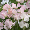 Luktärt 'Spring Sunshine Blush', långstjälkig luktärt, fantastisk till snitt. Fin slingerväxt för spaljé och liknande.
