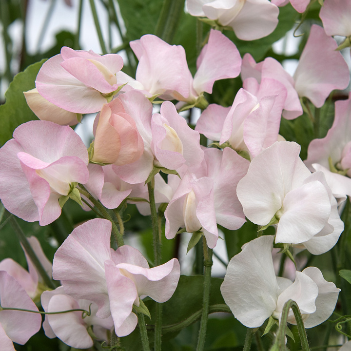 Luktärt 'Spring Sunshine Blush', långstjälkig luktärt, fantastisk till snitt. Fin slingerväxt för spaljé och liknande.