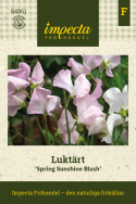 Luktärt 'Spring Sunshine Blush', långstjälkig luktärt, fantastisk till snitt. Fin slingerväxt för spaljé och liknande.