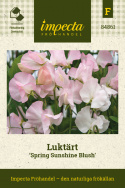 Luktärt 'Spring Sunshine Blush', långstjälkig luktärt, fantastisk till snitt. Fin slingerväxt för spaljé och liknande.