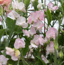 Luktärt 'Spring Sunshine Blush', långstjälkig luktärt, fantastisk till snitt. Fin slingerväxt för spaljé och liknande.