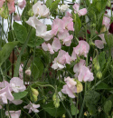 Luktärt 'Spring Sunshine Blush', långstjälkig luktärt, fantastisk till snitt. Fin slingerväxt för spaljé och liknande.