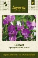 Luktärt 'Spring Sunshine Mauve',  Tidigblommande och exklusiv, särskilt långstjälkig luktärt, fantastisk till snitt.