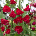 Luktärt 'Royal Crimson', Storblommande med djupt karmosinröda till ceriserosa blommor .