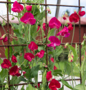 Luktärt 'Royal Crimson', Storblommande med djupt karmosinröda till ceriserosa blommor .