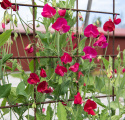 Luktärt 'Royal Crimson', Storblommande med djupt karmosinröda till ceriserosa blommor .