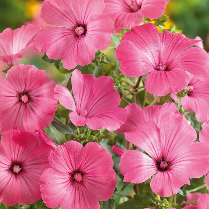 Sommarmalva 'Ruby Regis', Mycket rikblommande hela sommaren. Traditionell, lättodlad sommarblomma för snitt.