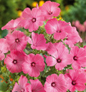 Sommarmalva 'Ruby Regis', Mycket rikblommande hela sommaren. Traditionell, lättodlad sommarblomma för snitt.