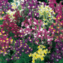 Färgsporre 'Fairy Bouquet', täta buskar med små, lejongapslika blomspiror.