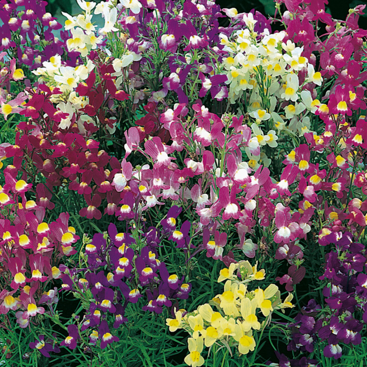 Färgsporre 'Fairy Bouquet', täta buskar med små, lejongapslika blomspiror.