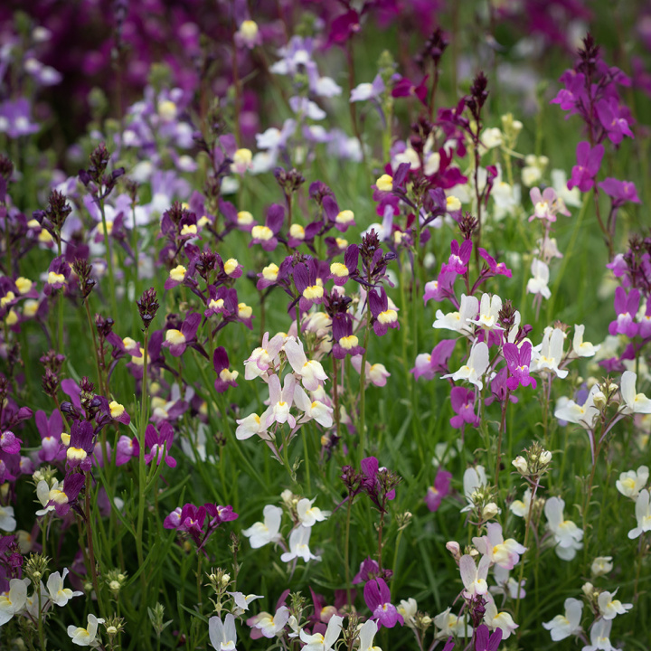 Färgsporre 'Fairy Bouquet', täta buskar med små, lejongapslika blomspiror.