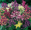 Färgsporre 'Fairy Bouquet', täta buskar med små, lejongapslika blomspiror.