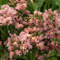 Risp 'Apricot Shades', Tätt dubbla, ljust aprikos till rosenrosa blommor på långa och stadiga stjälkar.