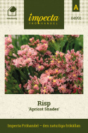 Risp 'Apricot Shades', Tätt dubbla, ljust aprikos till rosenrosa blommor på långa och stadiga stjälkar.
