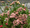 Risp 'Apricot Shades', Tätt dubbla, ljust aprikos till rosenrosa blommor på långa och stadiga stjälkar.