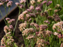 Risp 'Apricot Shades', Tätt dubbla, ljust aprikos till rosenrosa blommor på långa och stadiga stjälkar.