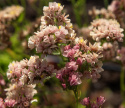 Risp 'Apricot Shades', Tätt dubbla, ljust aprikos till rosenrosa blommor på långa och stadiga stjälkar.