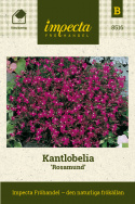 Kantlobelia 'Rosamund', Täta tuvor översållas av purpurröda blommor med vitt öga