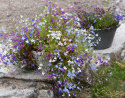 Hänglobelia 'Fountain', blommor i blå, rosa, lila och vita nyanser.