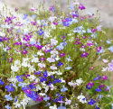 Hänglobelia 'Fountain', blommor i blå, rosa, lila och vita nyanser.