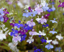 Hänglobelia 'Fountain', blommor i blå, rosa, lila och vita nyanser.