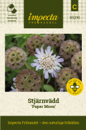Stjärnvädd 'Paper Moon', vita väddblommor i täta, toppställda blomsamlingar som efter blomning bildar mycket dekorativa.