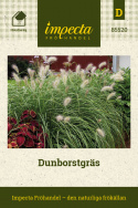 Dunborstgräs Ljusgröna, yviga tuvor med mjukt duniga, vita ax.