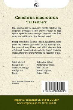 Svanborstgräs ''''Tail Feathers'''' Impecta odlingsanvisning