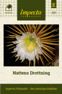 Nattens Drottning, 20 cm vid blomma, vacker och intensivt vaniljdoftande.
