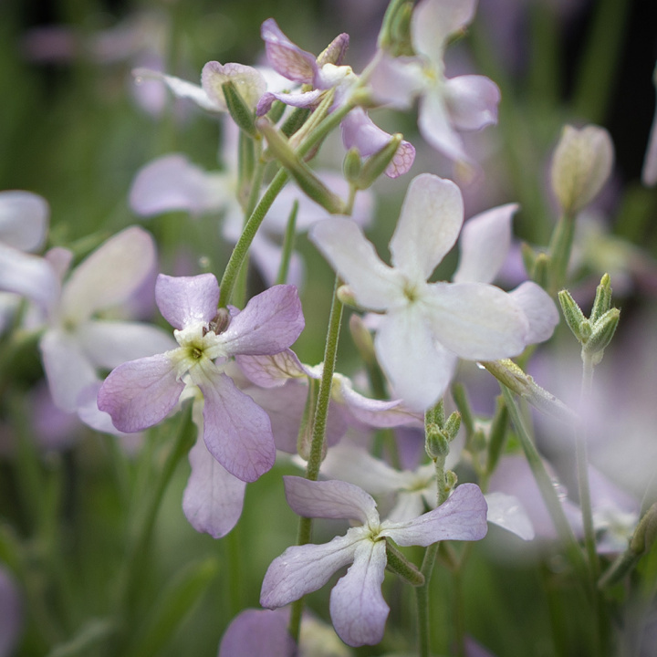 Grekisk Lövkoja, skira, små blommor i milt lila-rosa.