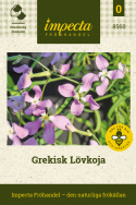 Grekisk Lövkoja, skira, små blommor i milt lila-rosa.