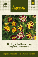 Brokgyckelblomma 'Tigrinus Grandiflorus', trumpetblommor i en varm, variationsrik blandning i elfenbensvit, gyllengult och djupt vinrött.