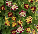 Brokgyckelblomma 'Tigrinus Grandiflorus', trumpetblommor i en varm, variationsrik blandning i elfenbensvit, gyllengult och djupt vinrött.