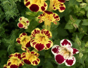 Brokgyckelblomma 'Tigrinus Grandiflorus', trumpetblommor i en varm, variationsrik blandning i elfenbensvit, gyllengult och djupt vinrött.