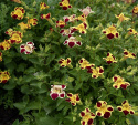Brokgyckelblomma 'Tigrinus Grandiflorus', trumpetblommor i en varm, variationsrik blandning i elfenbensvit, gyllengult och djupt vinrött.