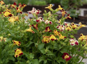 Brokgyckelblomma 'Tigrinus Grandiflorus', trumpetblommor i en varm, variationsrik blandning i elfenbensvit, gyllengult och djupt vinrött.