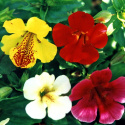 Brokgyckelblomma F2 'Twinkle', storblommande, enfärgade i skarpa färger.