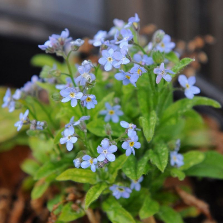 Alpförgätmigej 'Sovoie Blue', kompakta plantor med mängder av himmelsblå blommor