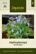 Alpförgätmigej 'Sovoie Blue', kompakta plantor med mängder av himmelsblå blommor