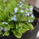 Alpförgätmigej 'Sovoie Blue', kompakta plantor med mängder av himmelsblå blommor