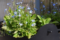 Alpförgätmigej 'Sovoie Blue', kompakta plantor med mängder av himmelsblå blommor