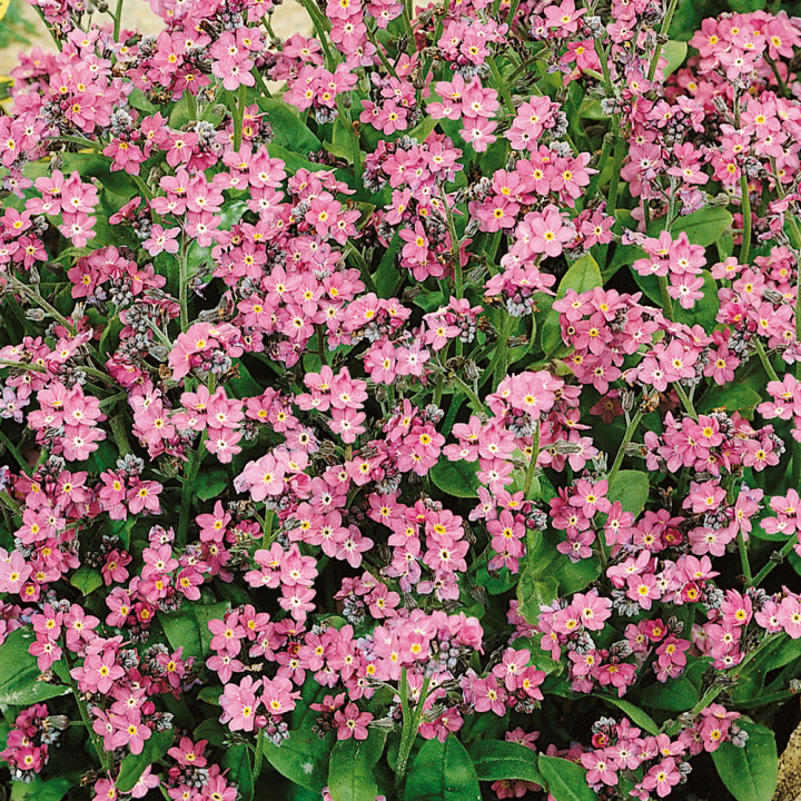 Trädgårdsförgätmigej 'Rosylva', täta buskar med mängder av stora, skära blommor.