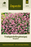Trädgårdsförgätmigej 'Rosylva', täta buskar med mängder av stora, skära blommor.