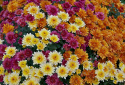 Krysantemum, Traditionell krukväxt, rikblommande. Enkla till halvdubbla blommor.