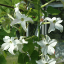 Stor Blomstertobak 'Grandiflora', vita, trumpetformade blommor med intensiv doft